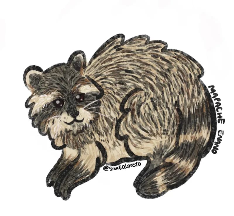 Illustration of a fluffy dwarf raccoon